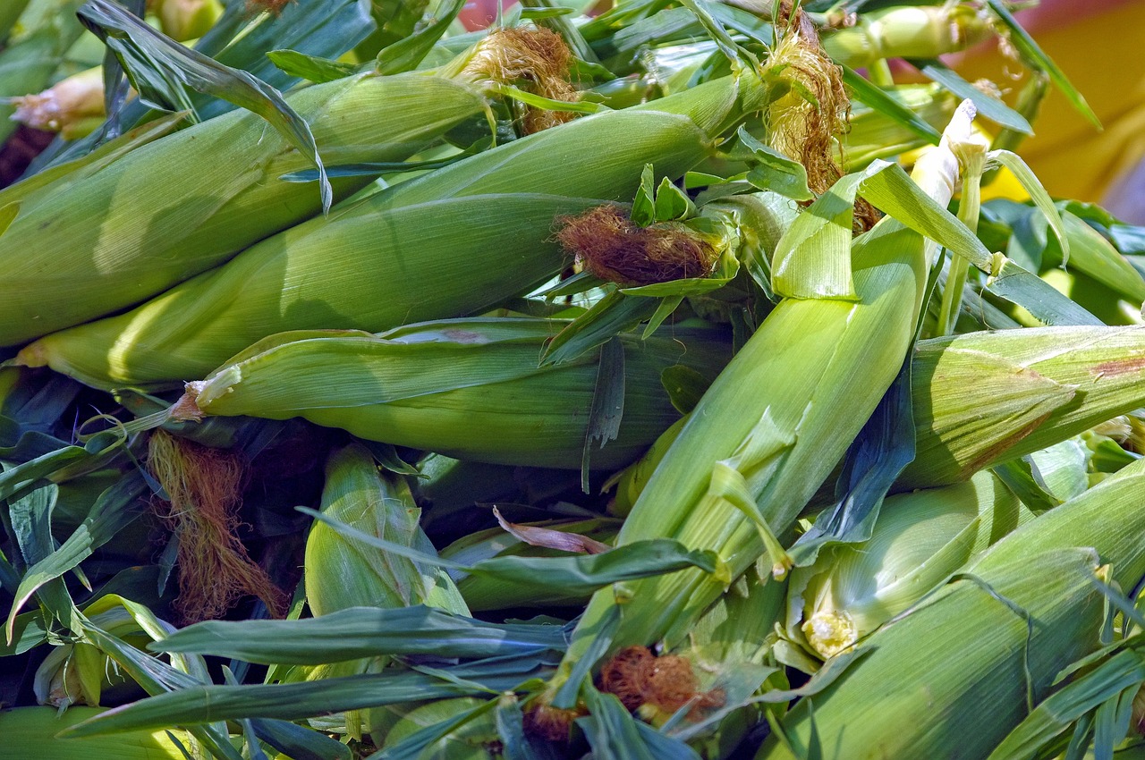 This image has an empty alt attribute; its file name is farm-market-corn-3896326_1280.jpg
